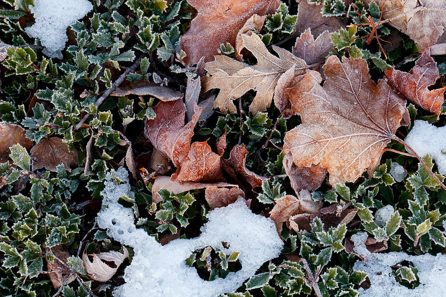 Winter Frost Photograph by Lisa Chorny