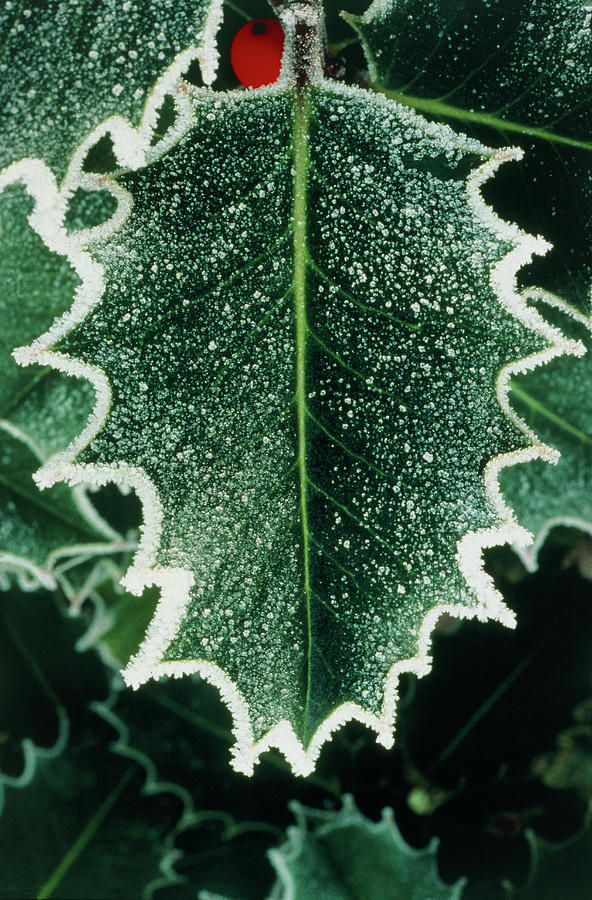 Winter Frost On Holly Leaf Photograph by Adam Hart-davis/science Photo Library