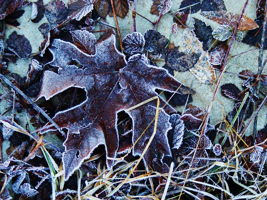 Winter Photograph - Winter Frost on Leaf by CL Redding