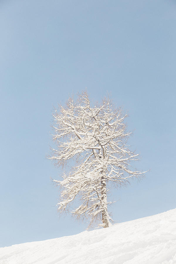 Nature Photograph - Winter Frost by Soren Egeberg
