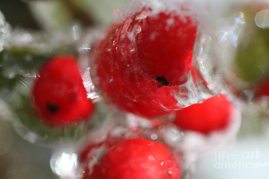 Winter Frozen Berries Photograph by Nadine Rippelmeyer