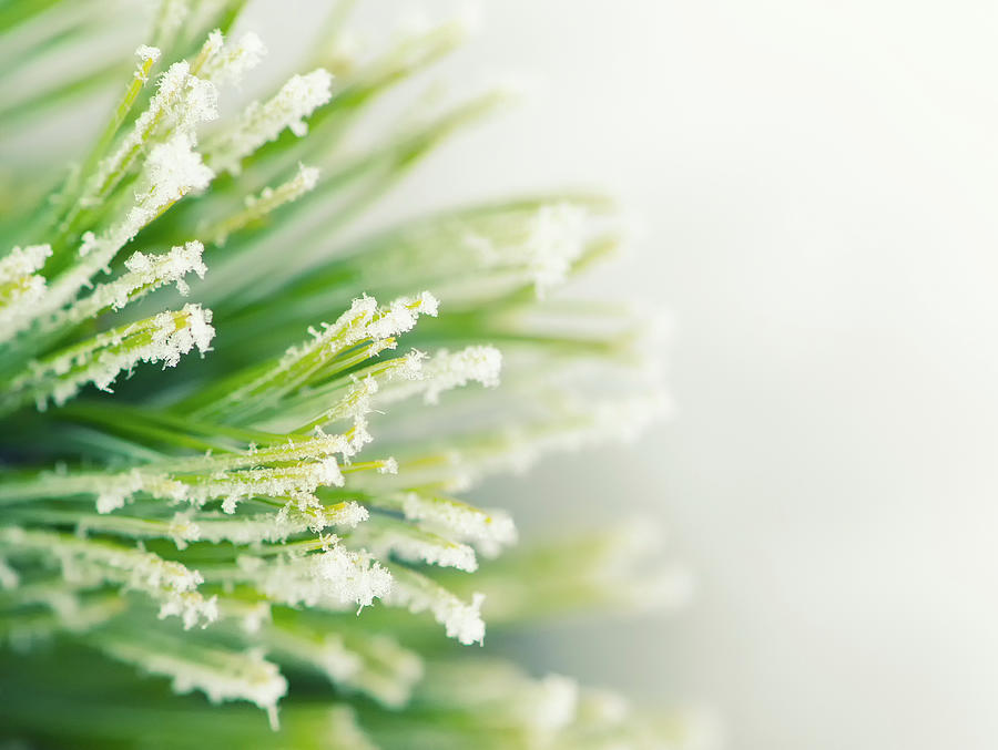 Winter - Frozen Branch Of Cedar On A Photograph by Toutouke