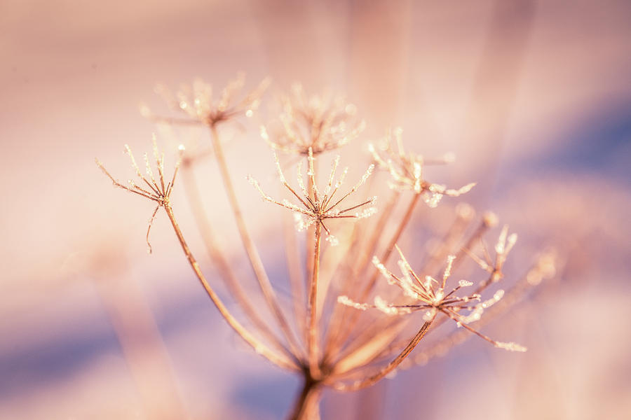 Winter Frozen Flower With Frost Photograph by Anette Kristiansson