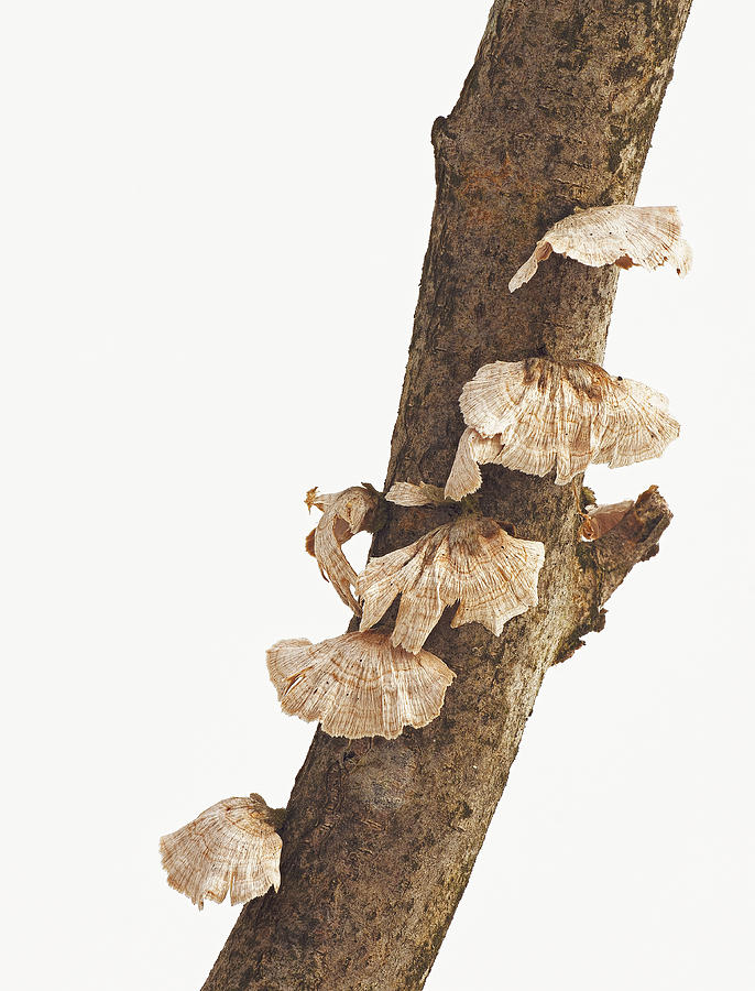Winter Fungi Photograph by Jim Zablotny