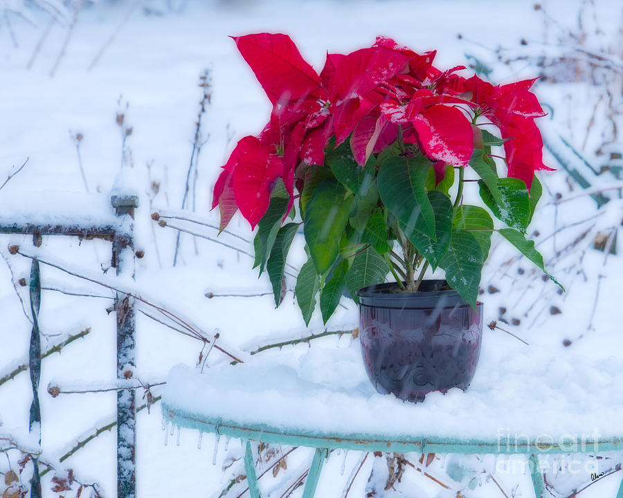Poinsettia in the Snow #2 Photograph by Alana Ranney