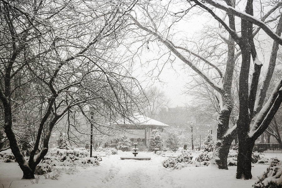 Winter Garden Photograph by Christopher Stribley - Fine Art America