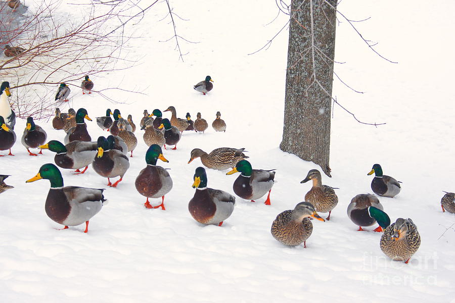 Winter Photograph - Winter Gathering by Marcel  J Goetz  Sr
