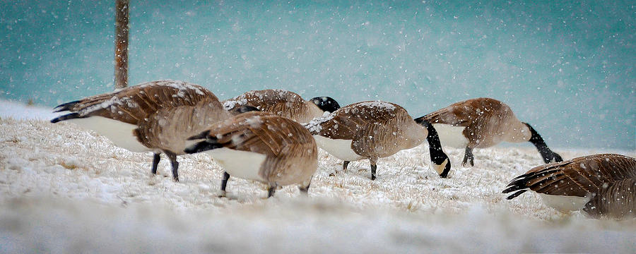 Winter Geese Photograph by David Downs