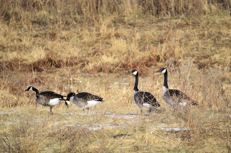 Winter Geese Photograph by Bonfire Photography
