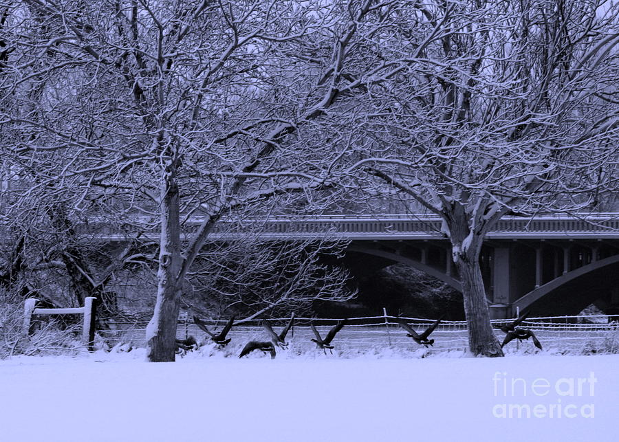 Winter Photograph - Winter Geese Retreat by Carol Groenen