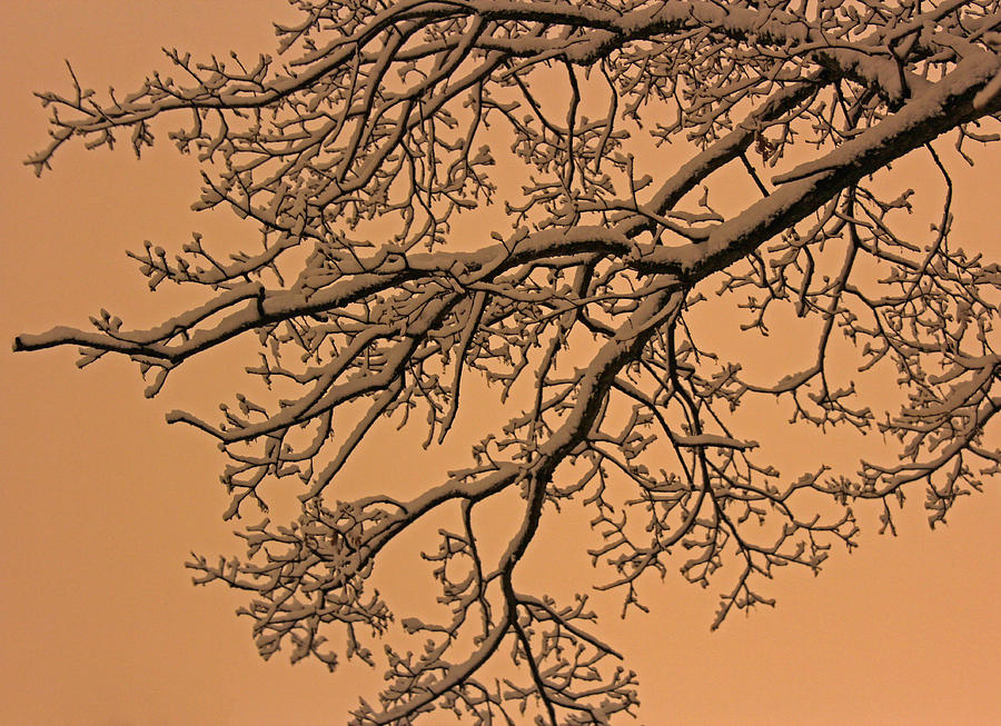 Winter Glow Photograph by Angie Schutt