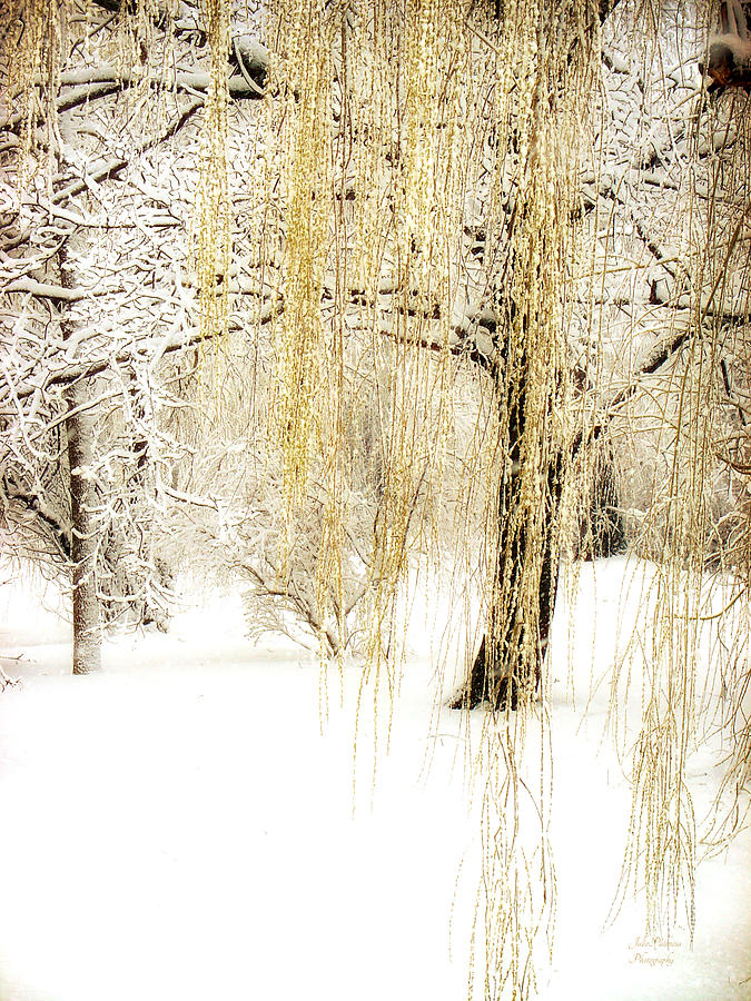 Tree Photograph - Winter Gold by Julie Palencia