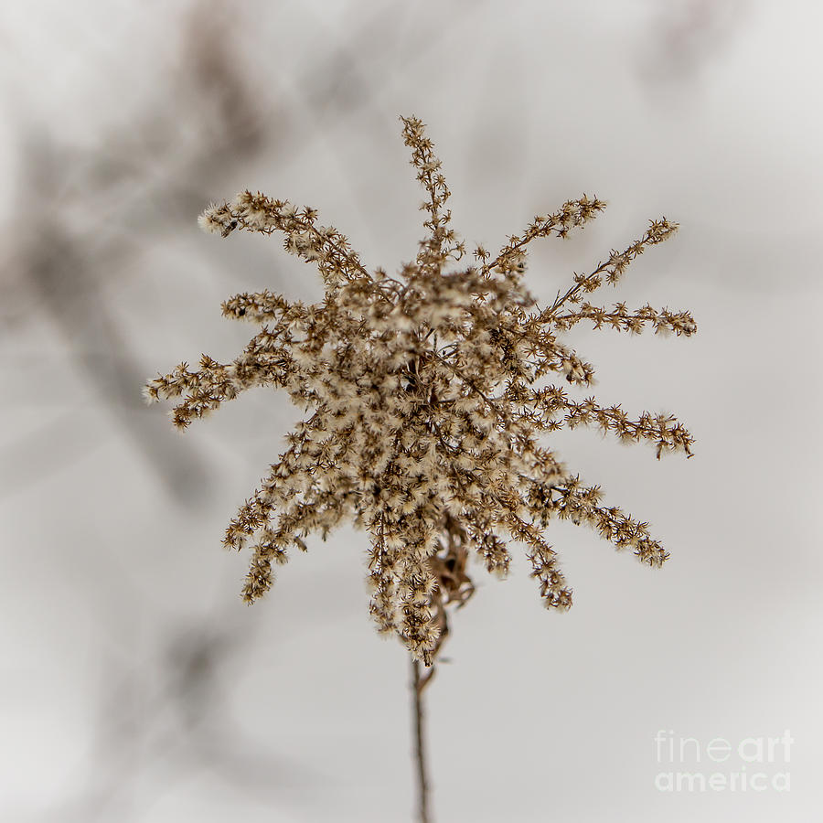 Winter Goldenrod Photograph by Brad Marzolf Photography