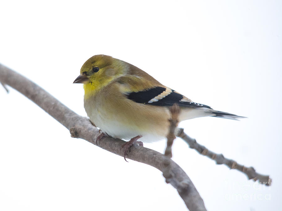 Winter Goldfinch Photograph by Cheryl Baxter