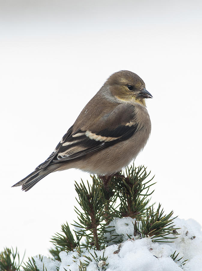 Winter Goldfinch Photograph by Jim Zablotny