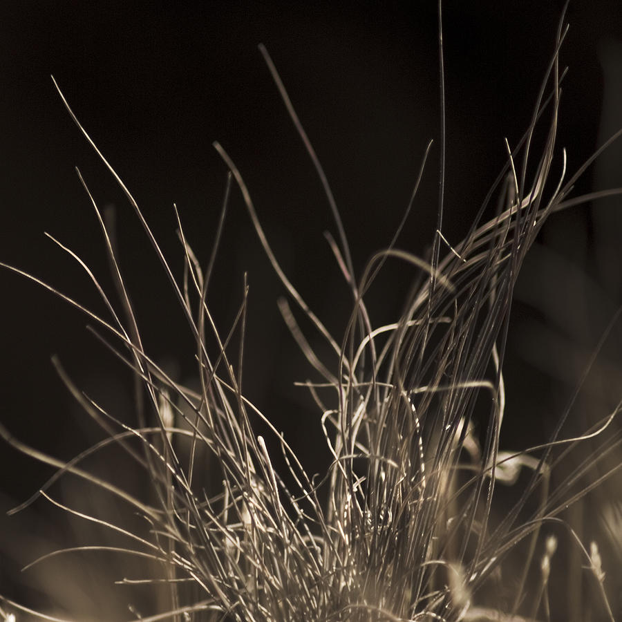 Winter Grass in sepia Photograph by Yulia Kazansky