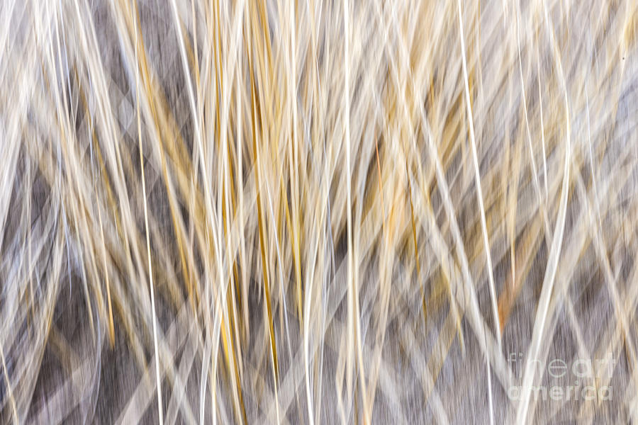 Winter Photograph - Winter grass abstract by Elena Elisseeva