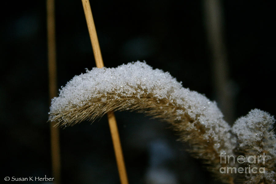 Winter Grass Photograph by Susan Herber
