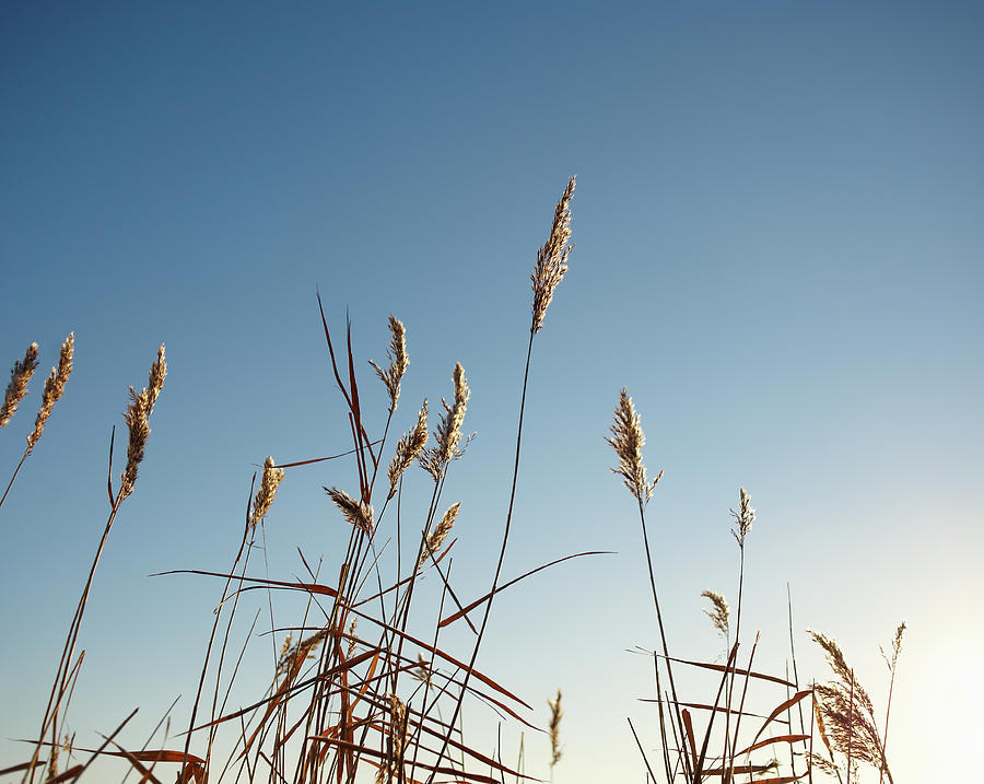 Winter Grasses Against A Blue Sky Photograph by Dougal Waters