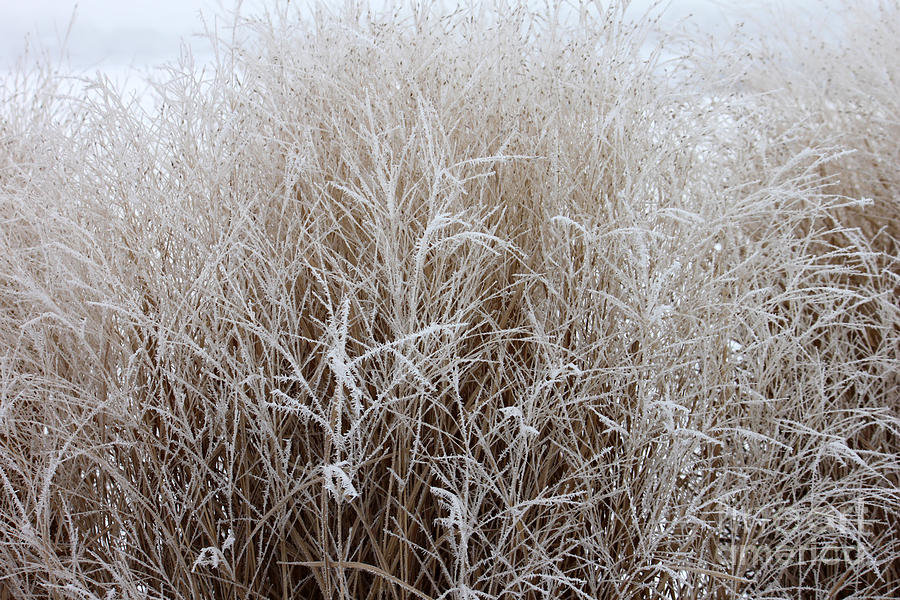 Winter Grasses  Photograph by Debbie Hart