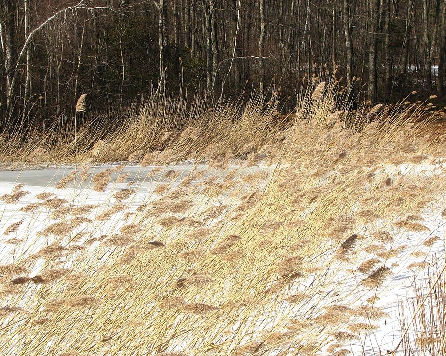 Winter Grasses Photograph by Lili Feinstein