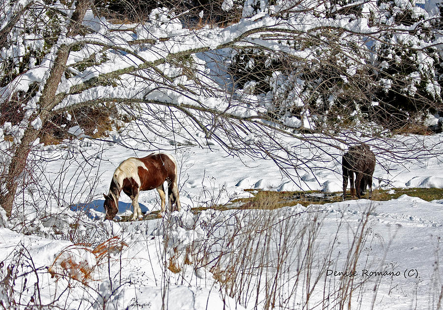 Winter Graze Photograph by Denise Romano