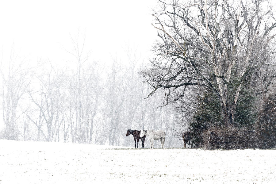 Winter Grazing Photograph by Richard Macquade