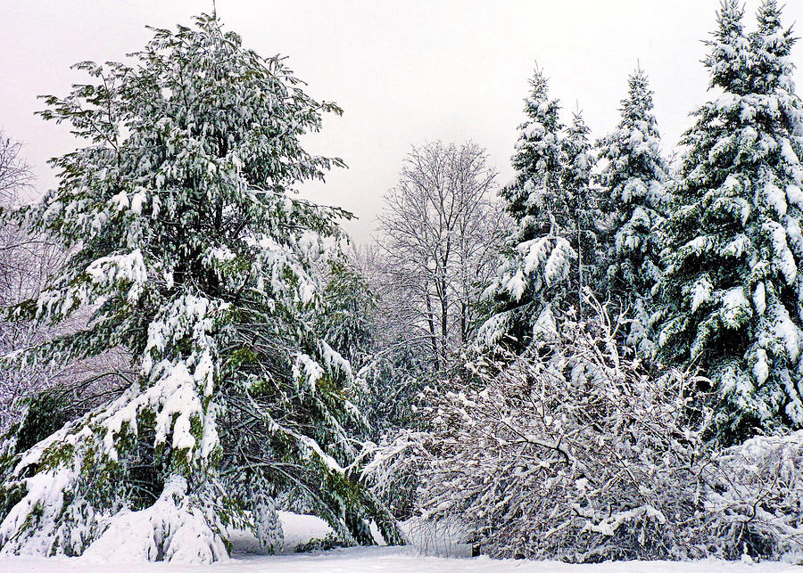 Winter Green and White Photograph by Janice Drew