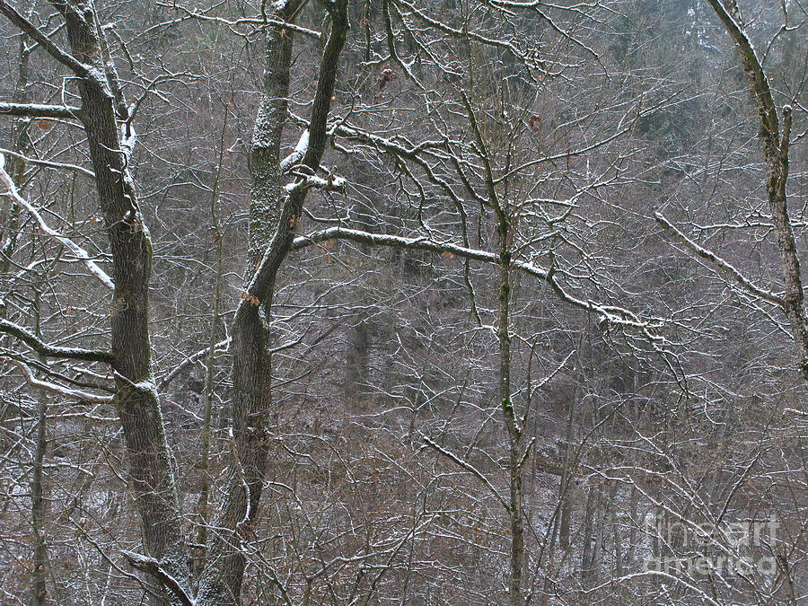 Winter Photograph - Winter Greetings Nr.2 by Dietmar Fink