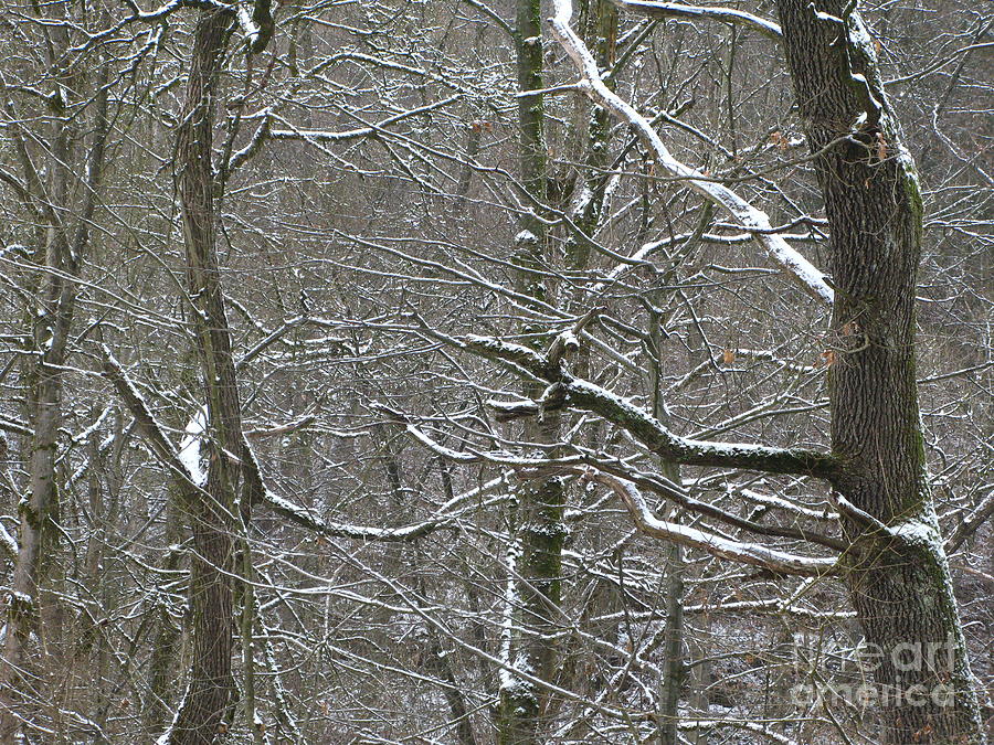 Winter Photograph - Winter Greetings Nr.3 by Dietmar Fink