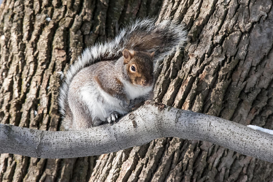 Winter Grey Squirrel on a branch Photograph by Pierre Leclerc Photography