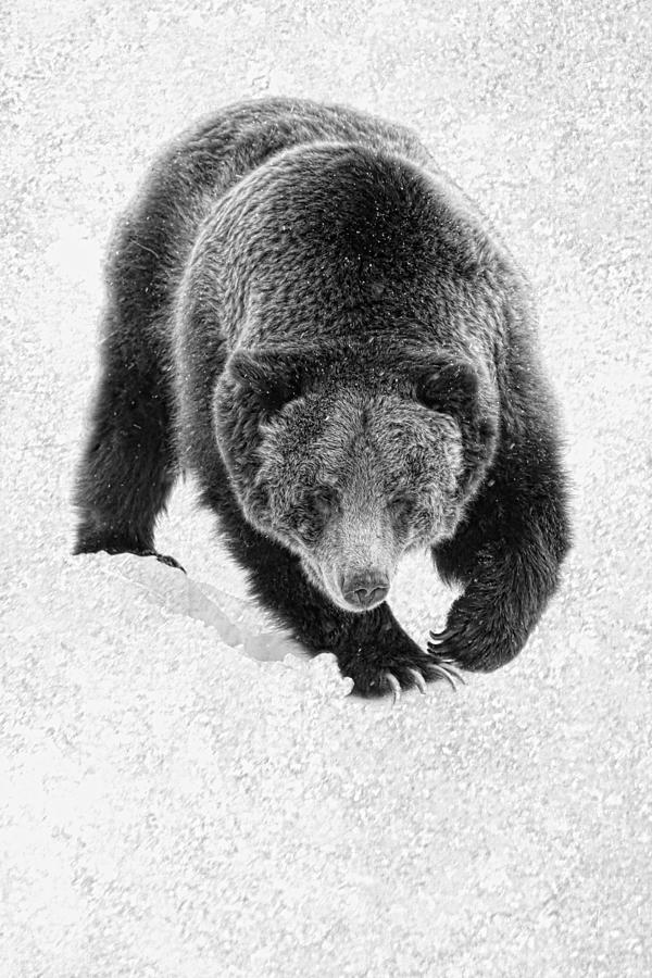 Winter Grizzly Photograph by Steve McKinzie