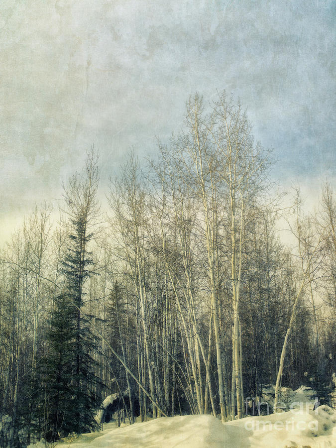 Tree Photograph - Winter Grove by Priska Wettstein