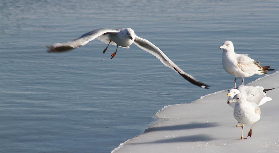Bird Photograph - Winter Gulls by Valia Bradshaw
