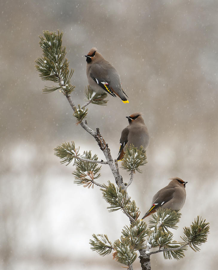 Bird Photograph - Winter Gypsies by Amy Gerber