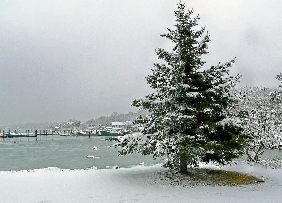Winter harbor scene Photograph by Janice Drew