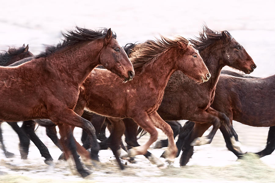 Winter Photograph - Winter Hardened Wild Horses by Wes and Dotty Weber