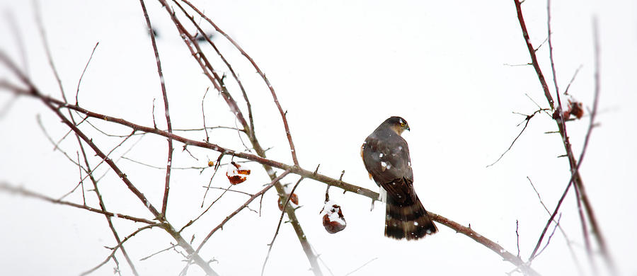 Winter Hawk Photograph by Rebecca Cozart