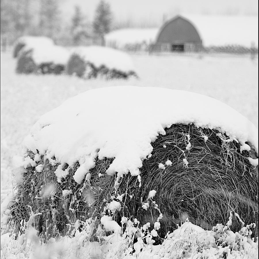 Winter Hay Photograph