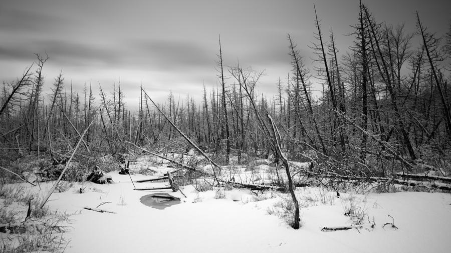 Winter Heath Photograph by Patrick Downey