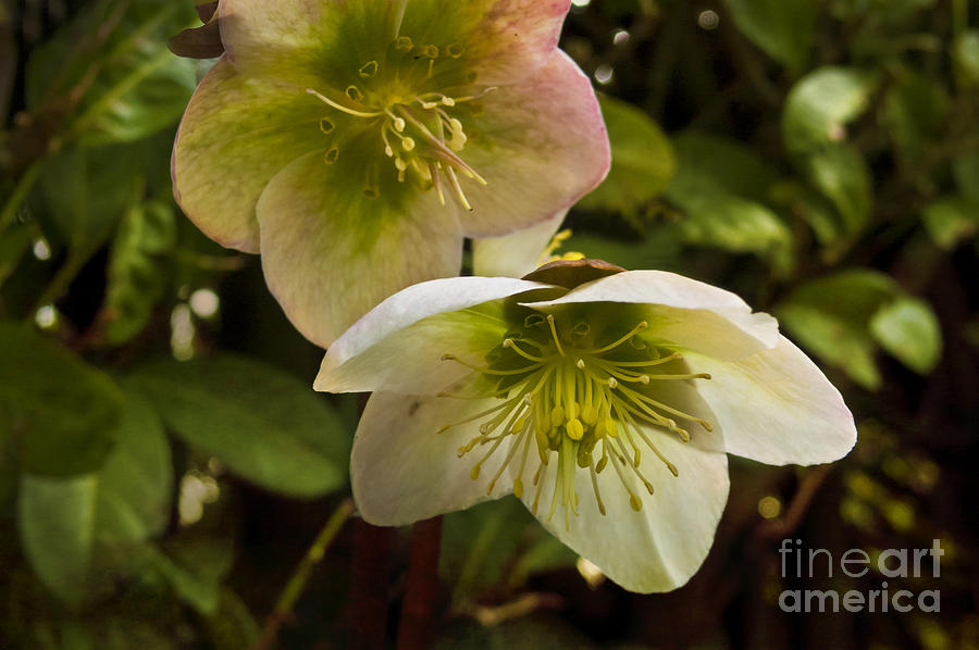 Winter Hellebore Photograph by Maria Janicki
