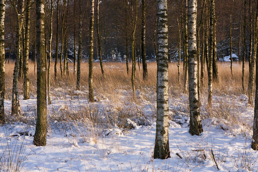 Nature Photograph - Winter by Henk Goossens