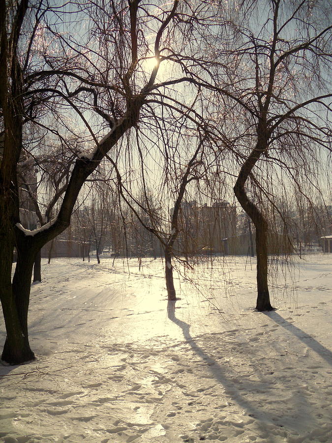 Winter Photograph - Willows in Winter by Henryk Gorecki