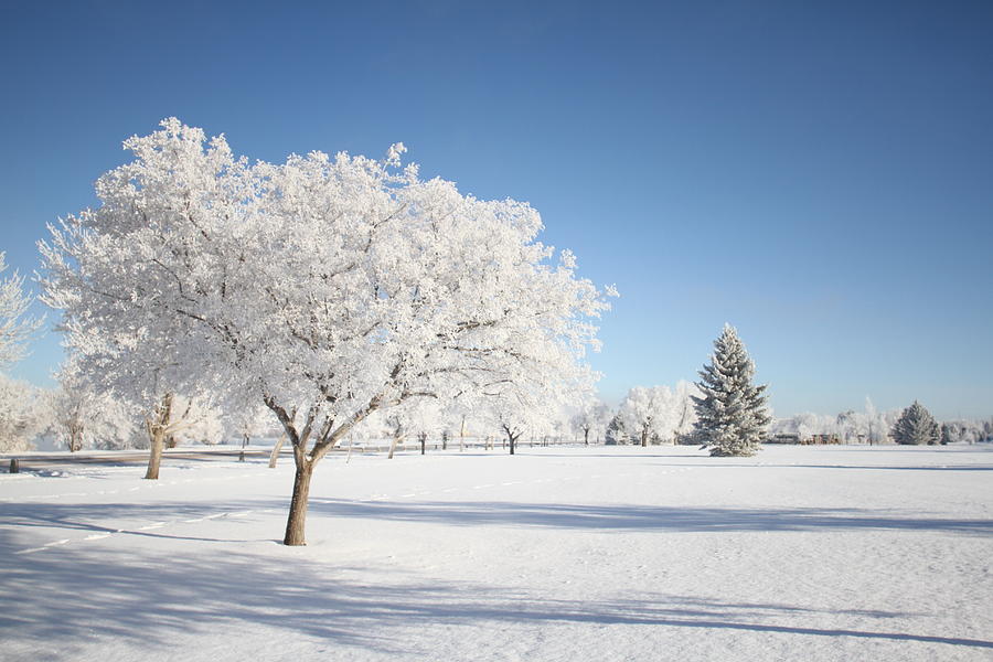 Winter Hoar Frost Photograph by Montana Landscape Art