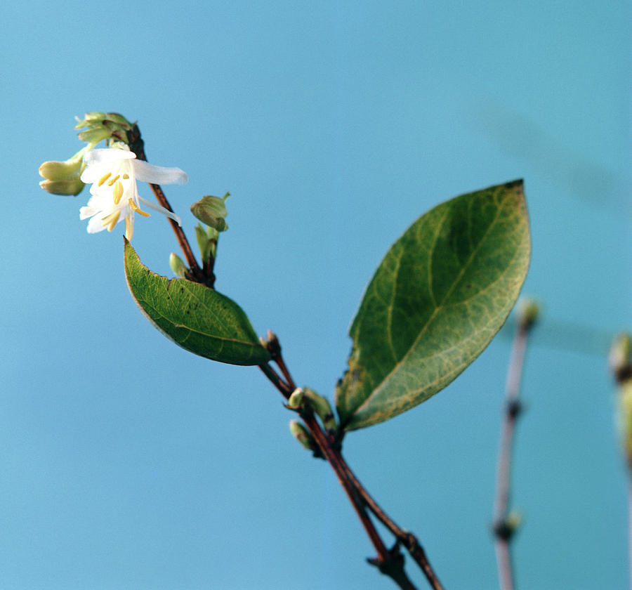 Winter Honeysuckle Flowers Photograph by Science Photo Library