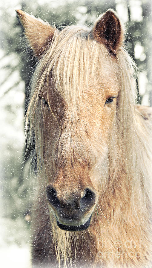 Winter Horse n Snow Photograph by Mindy Bench