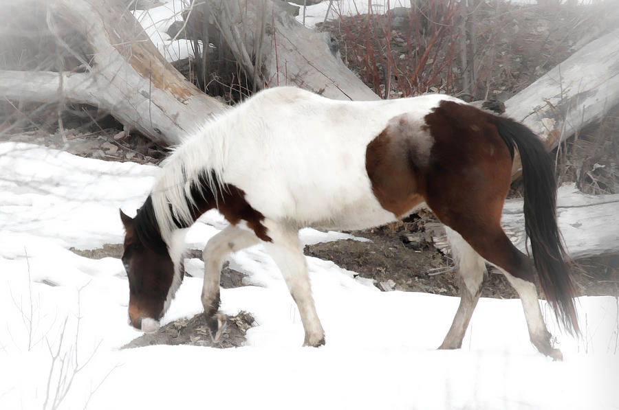 Winter Horse Trail Photograph
