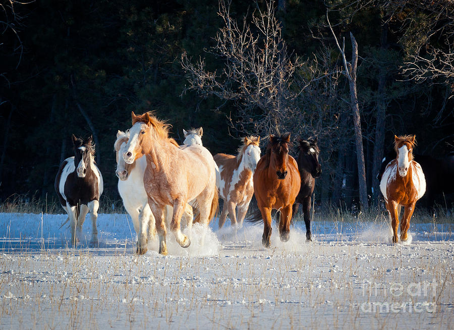 Winter Horses Photograph by Inge Johnsson