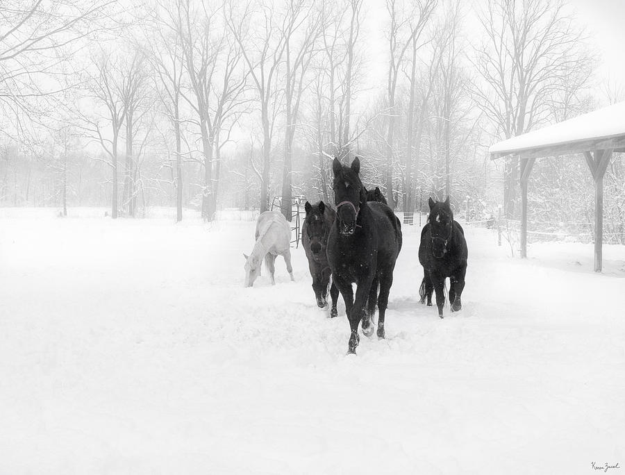 Winter Horses Photograph by Karen Varnas