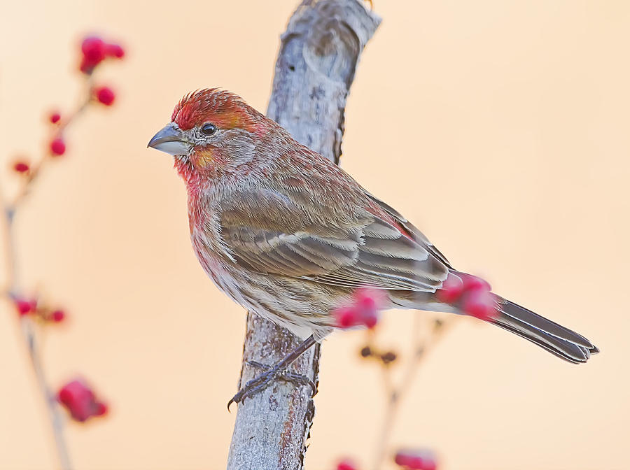Winter House Finch Photograph by John Vose